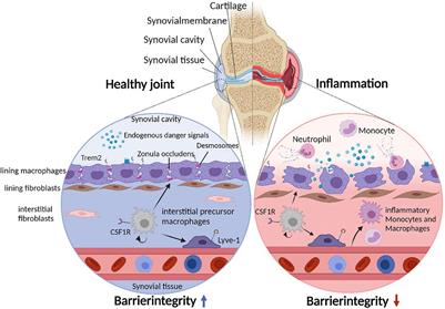 Synovial Macrophage and Fibroblast Heterogeneity in Joint Homeostasis and Inflammation